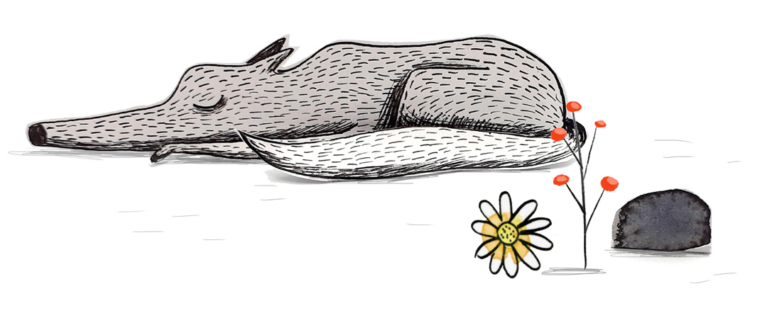 illustration loup endormi